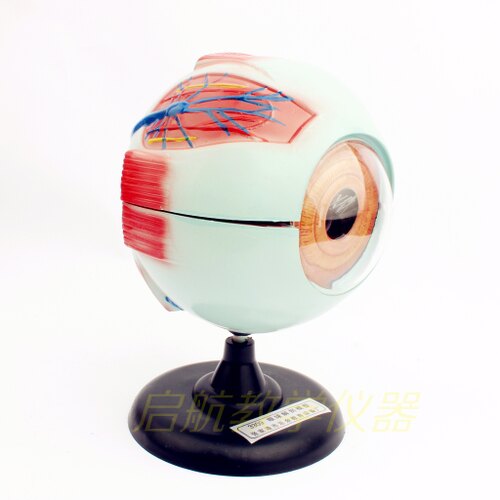 眼球模型 可拆卸 眼球解剖放大模型 生物醫療 6倍放大眼睛眼構造。人氣店家貓貓愛買城的2017年81-100、82儀器教具刀具有最棒的商品。快到日本NO.1的Rakuten樂天市場的安全環境中盡情網路