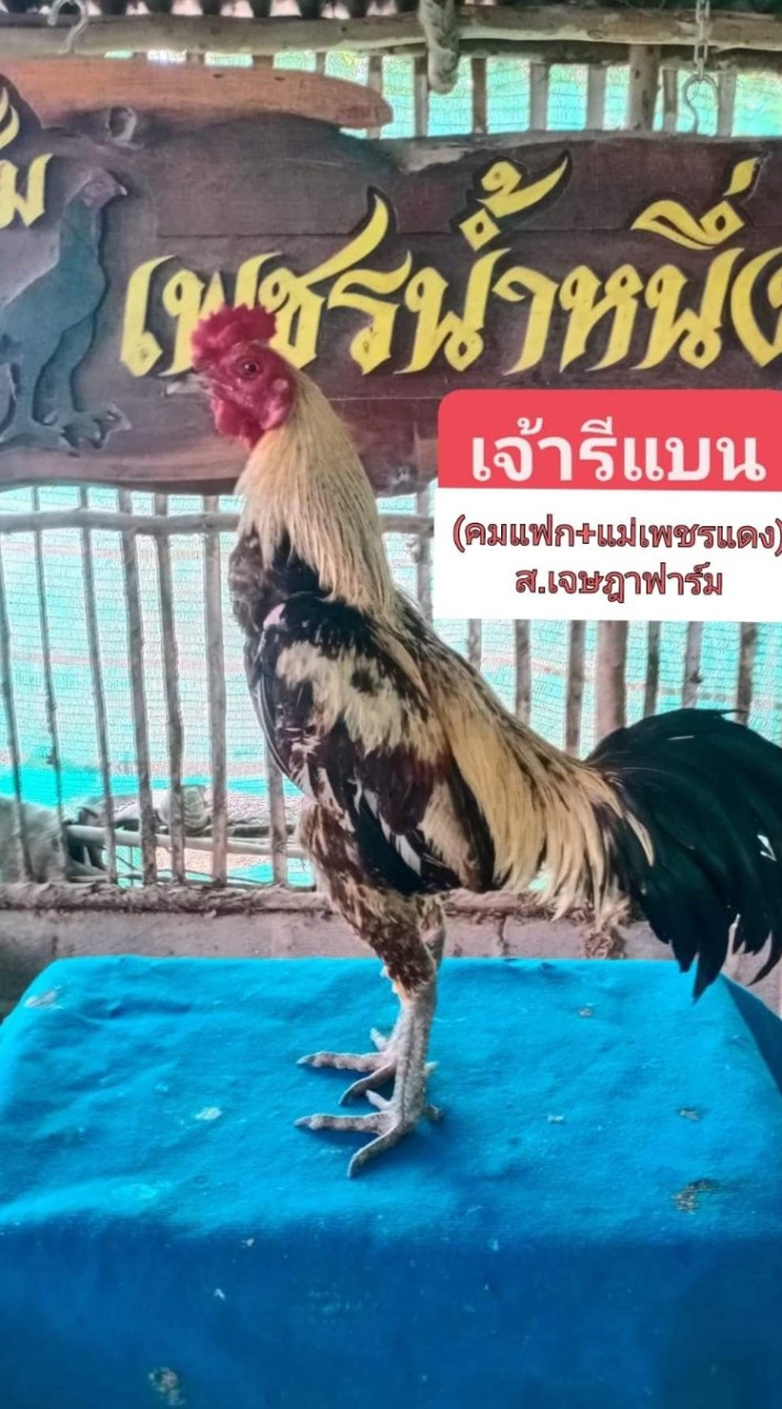 ครูนุ  ซุ้มเพชรน้ำหนึ่ง  พัฒนาพม่าสายตี