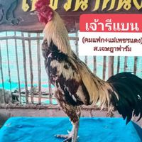 ครูนุ  ซุ้มเพชรน้ำหนึ่ง  พัฒนาพม่าสายตี