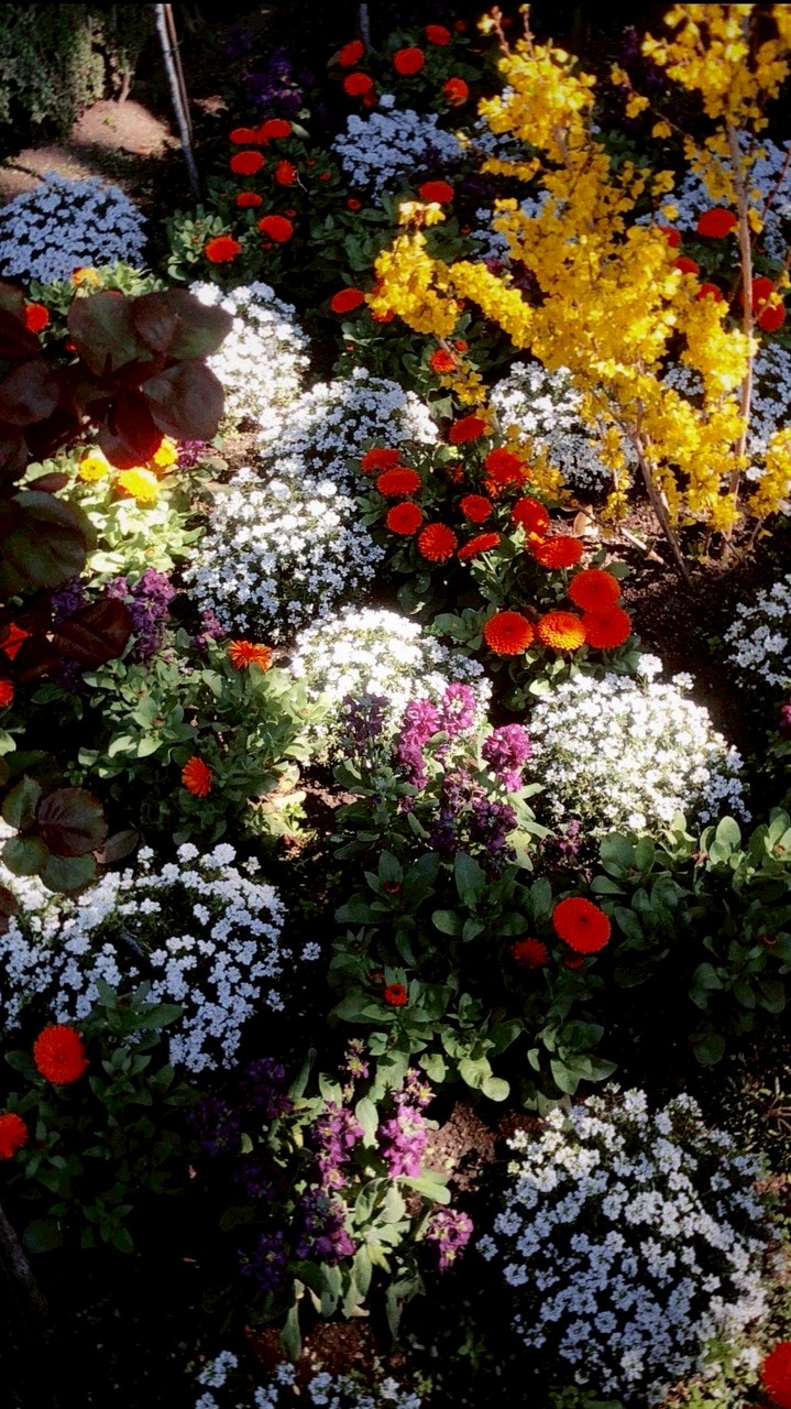 กล้วยทอด [ศิลป์สีเหลือง]