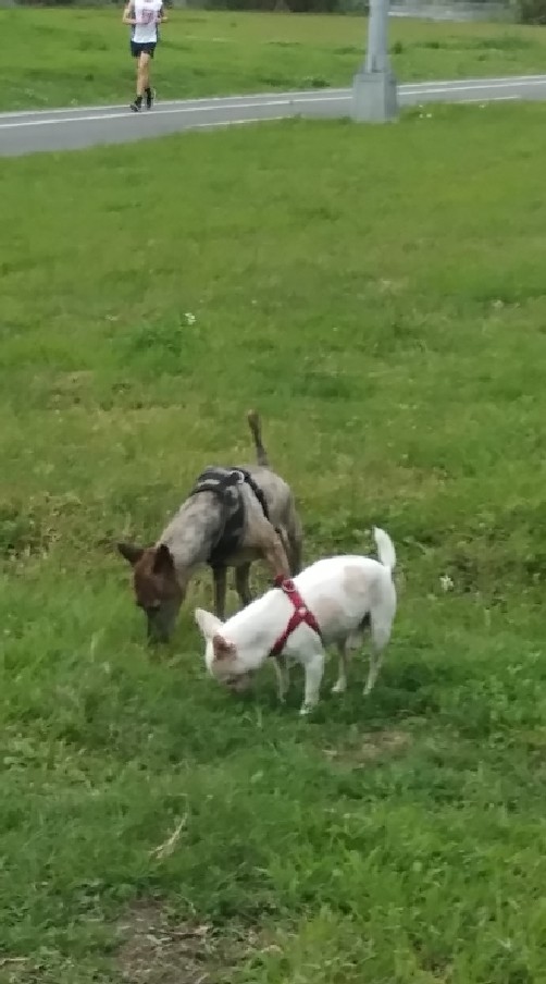 福嘟商會 Crab&Dog