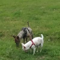 福嘟商會 Crab&Dog