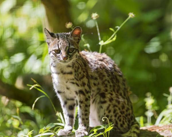 Siap Grak! 10 Spesies Hewan Keluarga Kucing Yang Jarang Diketahui 