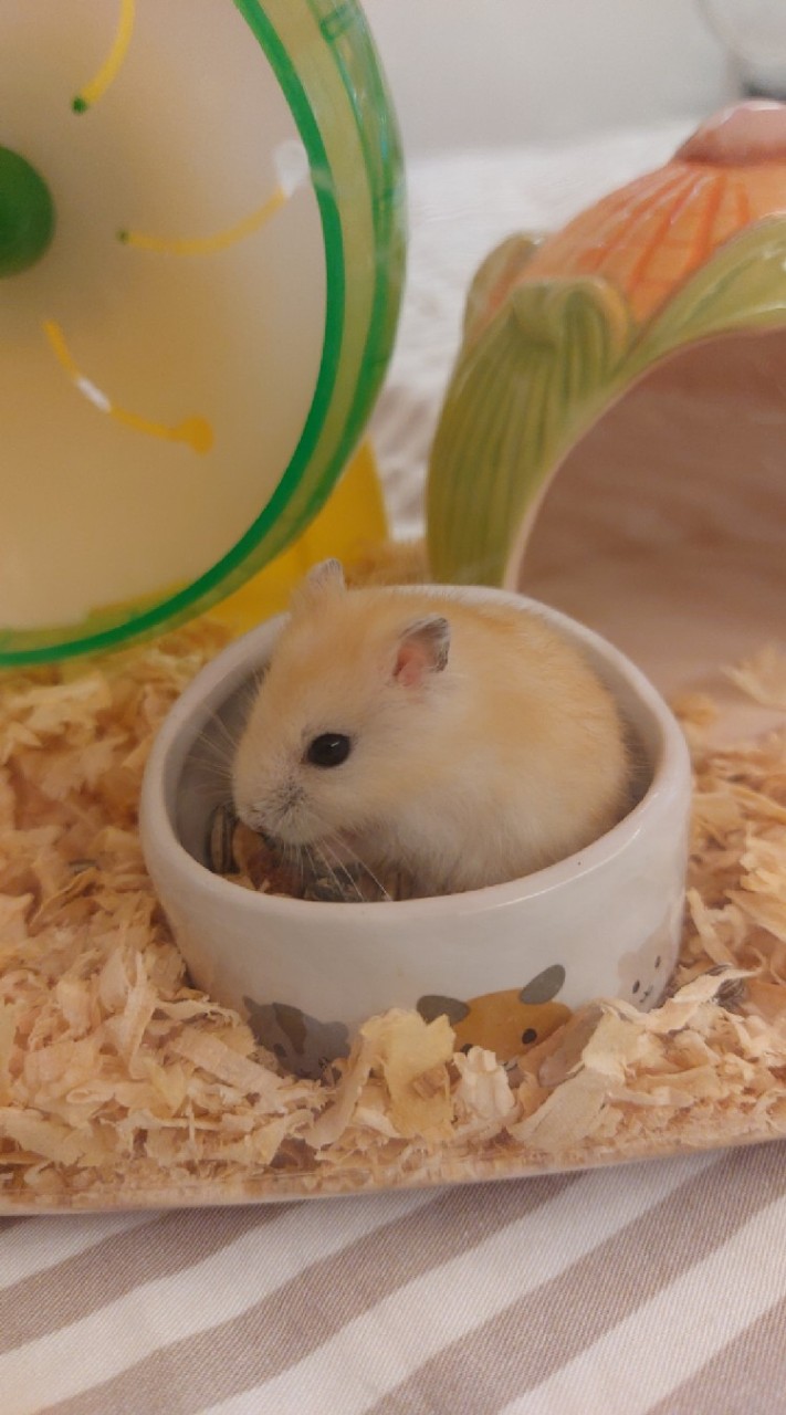 🐹中永和倉鼠同好。分享。交流。支援