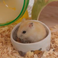 🐹中永和倉鼠同好。分享。交流。支援