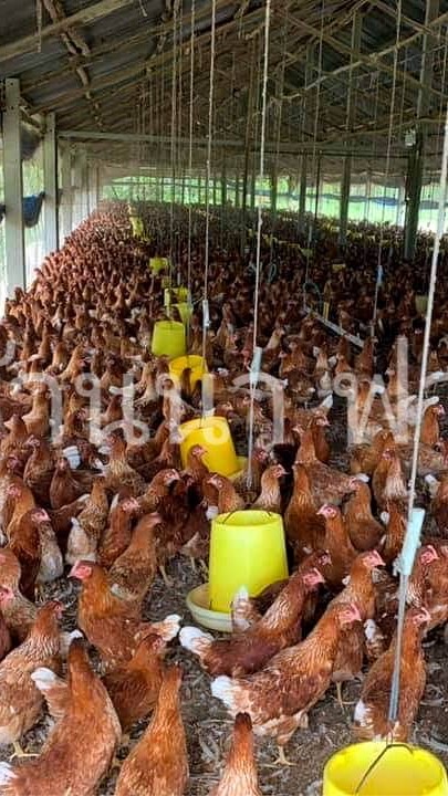 แม่ไก่ไข่สายพันธุ์ดี