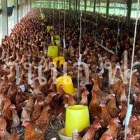 แม่ไก่ไข่สายพันธุ์ดี