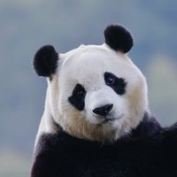 琳琳