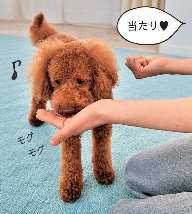 やってみよう 家にあるもので愛犬の脳トレができるゲーム