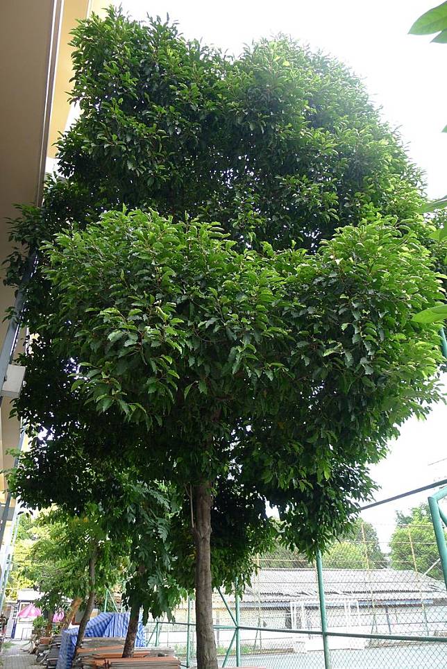 10 สุดยอดต้นไม้ให้ร่มเงา ที่ไม่ผลัดใบ ไม่ต้องกวาดใบร่วงให้เสียเวลา! |  Homeday | Line Today