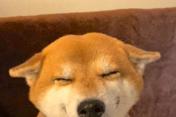 全力で ヒコーキ耳 をするワンコ4選 このときの犬の気持ちって いぬのきもちnews Line News