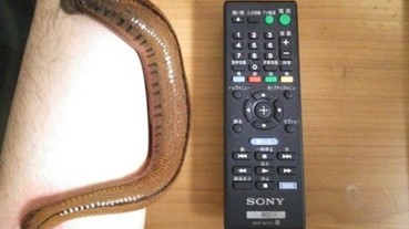 日本網友興起了一個奇葩的比賽 用自己的血養水蛭看誰的比較肥