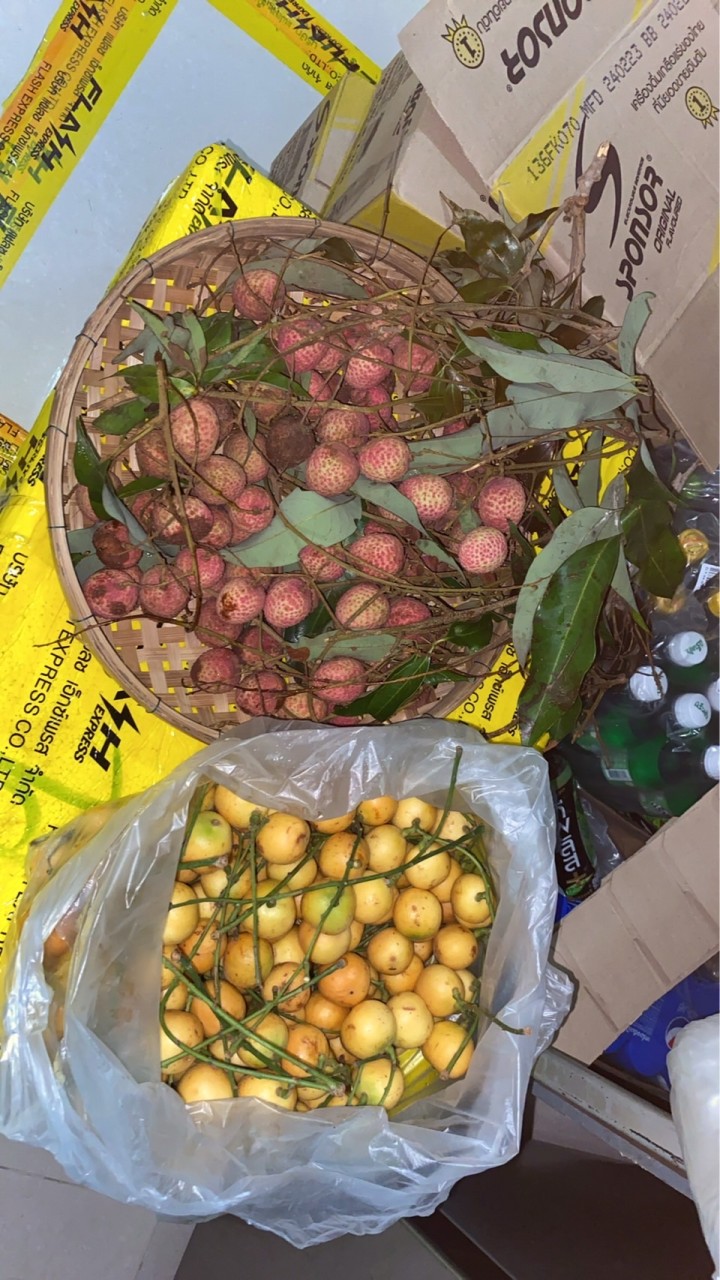ตลาดต้นไม้เชียงใหม่ ไม้ดอกไม้ประดับบ้านห้วยแก้ว