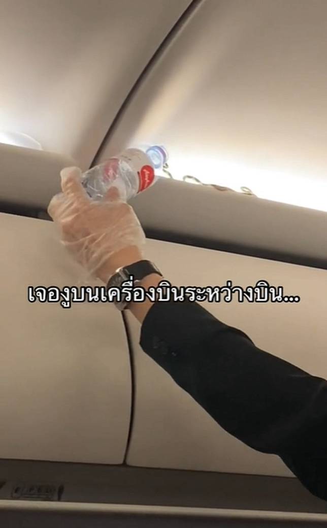 ขึ้นมาไงเนี่ย! แทบช็อกเจองูบนเครื่องบิน โชคดีเห็นก่อน  ชาวเน็ตแห่ถามเลขเครื่อง-ตีเลขหวยกัน ลุ้น 17/1/67 | News In Thailand | LINE  TODAY