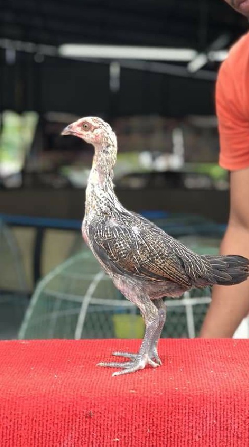 ไก่ชน มณีดำ ฟาร์ม