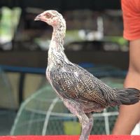 ไก่ชน มณีดำ ฟาร์ม