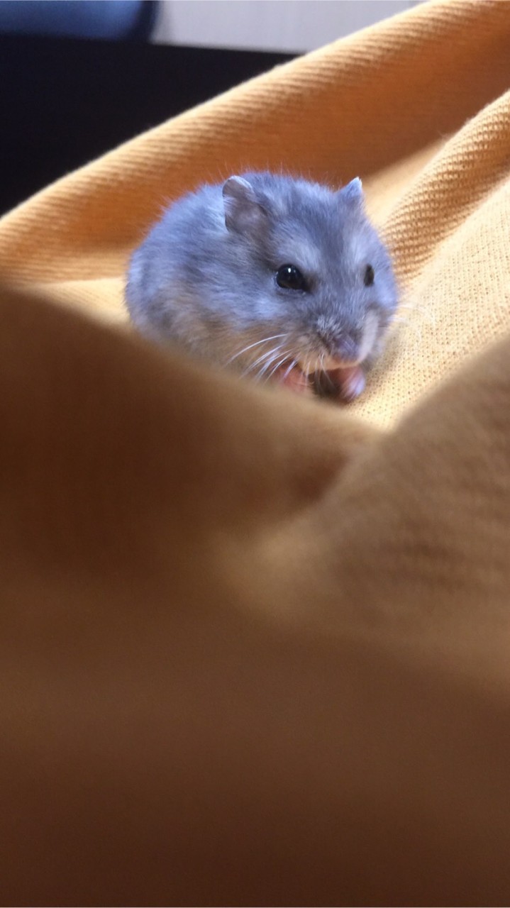 鼠鼠日常照片🐹🐹🐹