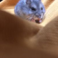 鼠鼠日常照片🐹🐹🐹