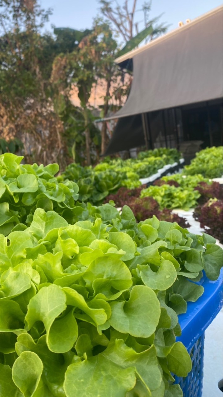 ผักorganic🥬