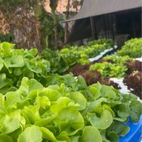 ผักorganic🥬