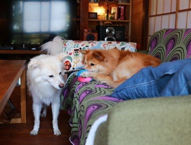 首を傾げる犬 の特徴は 穴澤賢の犬のはなし いぬのきもちnews