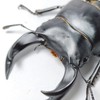クワガタ、カブトムシ好きの雑談ルーム