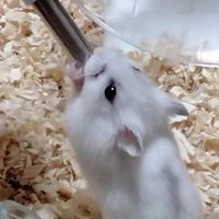 ハムスターチャット‪🐹♡ 雑談OK