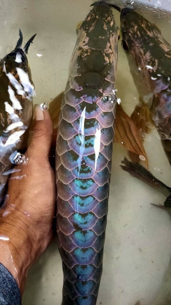 墨龍 精緻龍魚 工作室