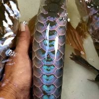 墨龍 精緻龍魚 工作室