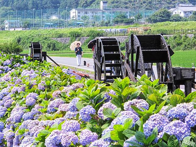 珍藏最美的相遇高知縣春夏賞花推薦 旅遊經 Line Today