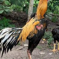 ส.สุภาลักษณ์ -กลุ่มvip- ชื้อขายไก่ชน พม่า ป่าก่อย