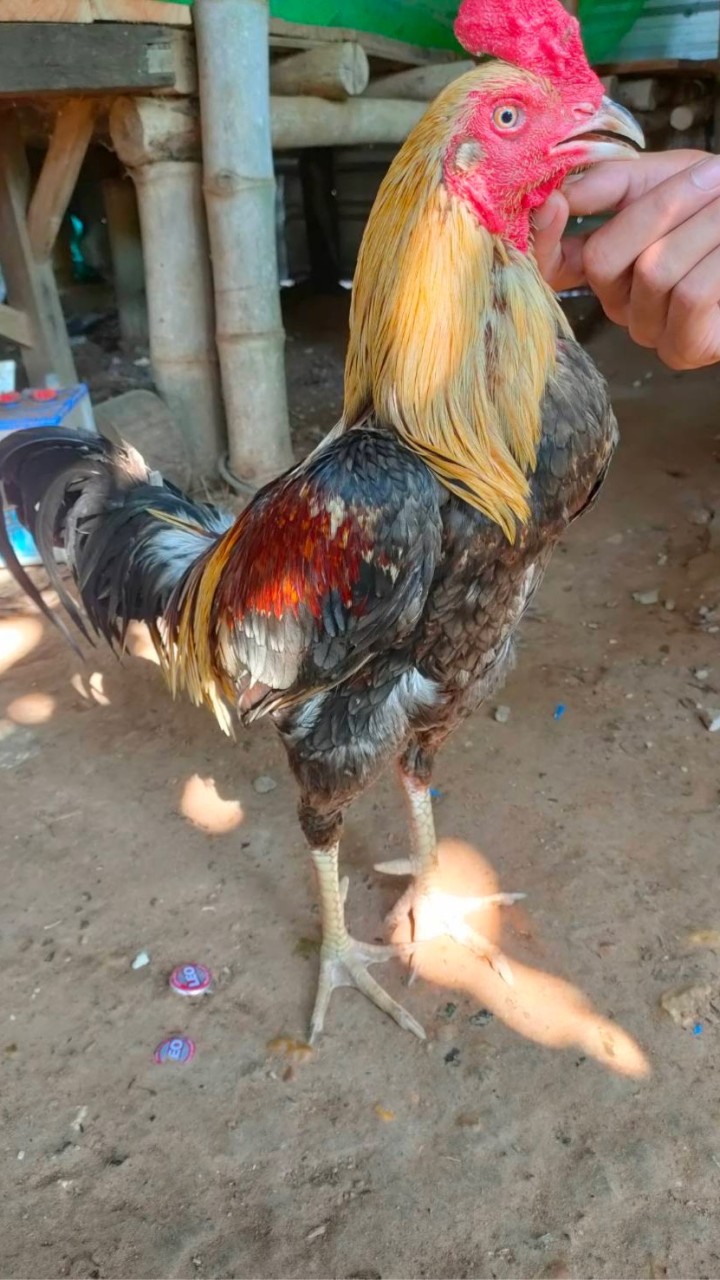 ฅ.ฅนชนไก่