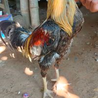 ฅ.ฅนชนไก่