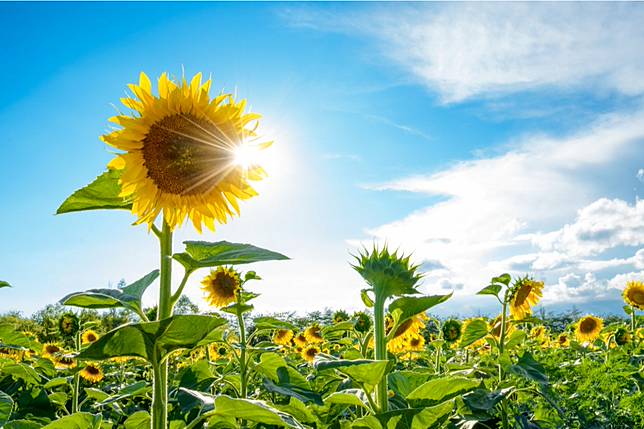 景點 全台向日葵花海top5 夏季必賞壯觀又好拍