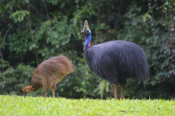 Karena Kelewat Baik Penduduk Queensland Kini Diserang Kasuari Lapar