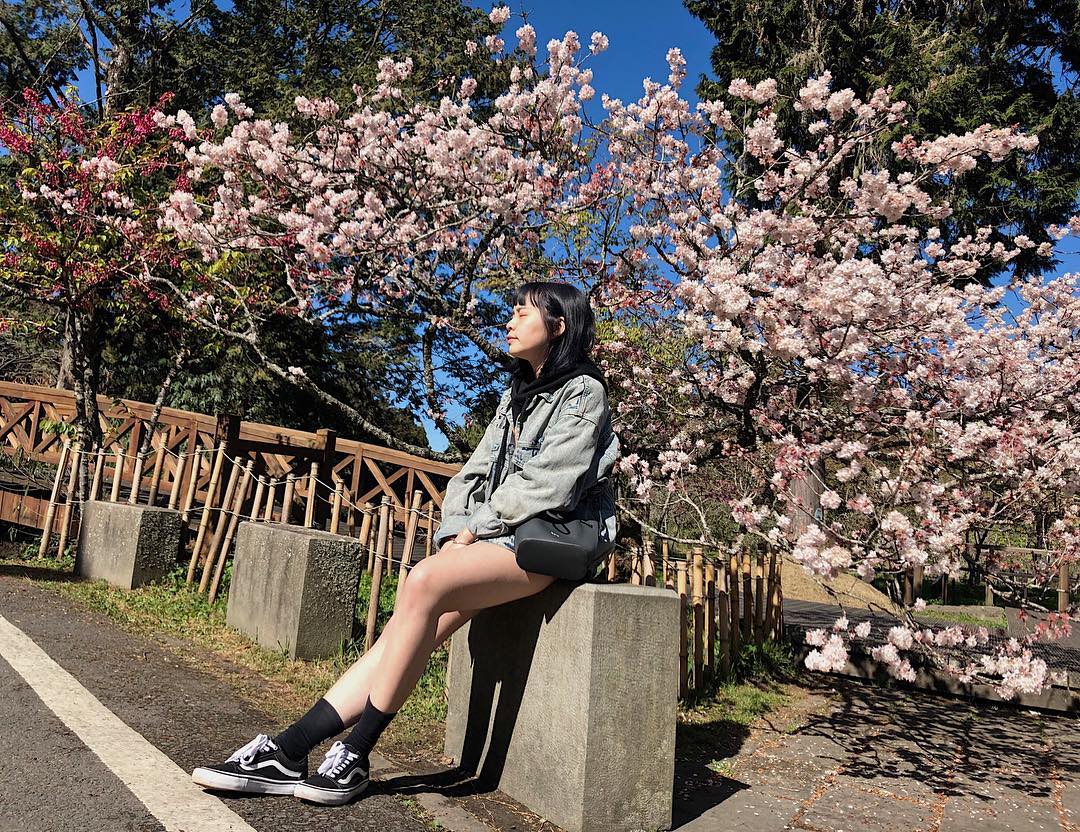 2021阿里山櫻花季｜阿里山櫻花｜嘉義景點｜嘉義阿里山｜阿里山賞櫻