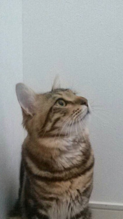 うちのネコ自慢のオープンチャット