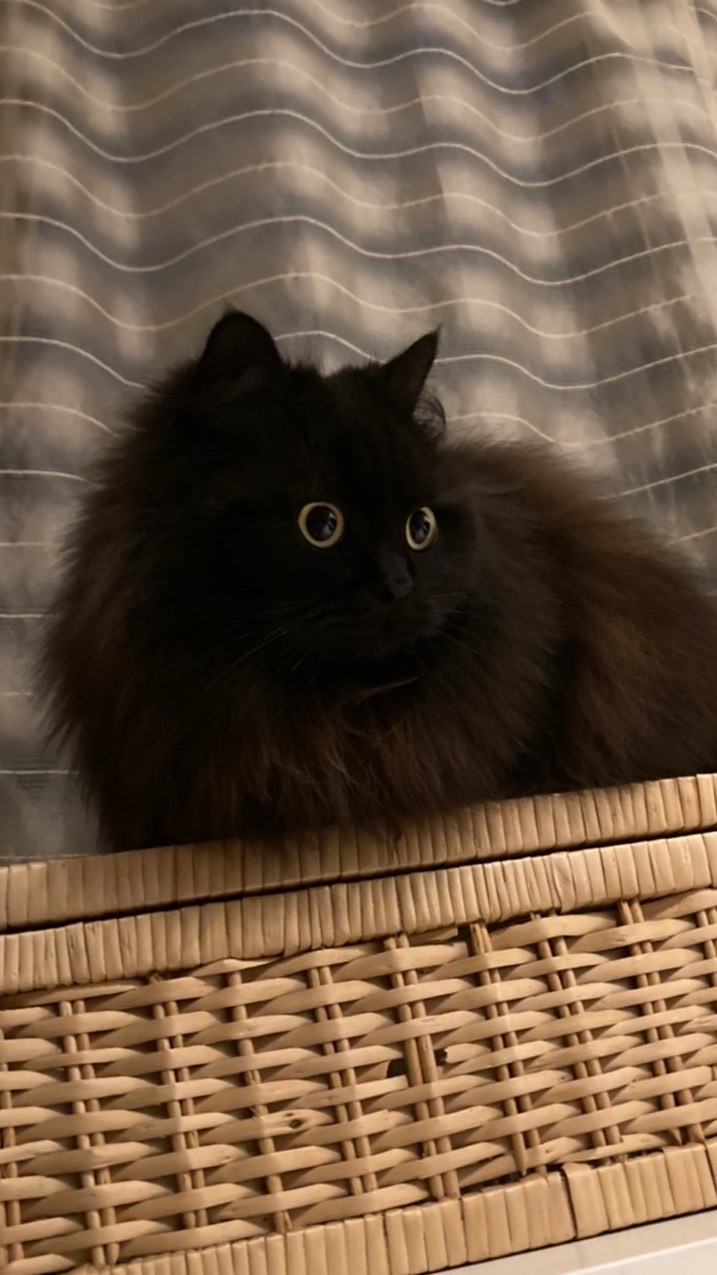 長毛猫しか勝たん