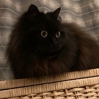 長毛猫しか勝たん
