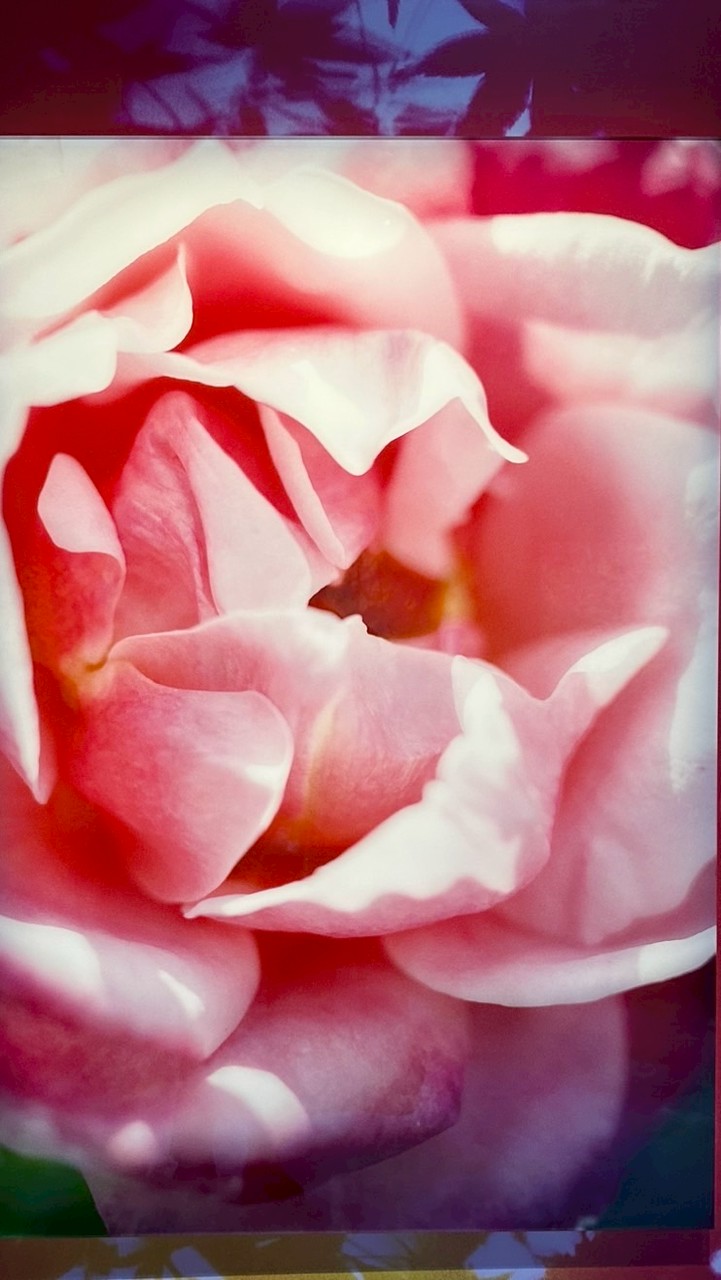 楓之谷 S14 🌹月下玫瑰