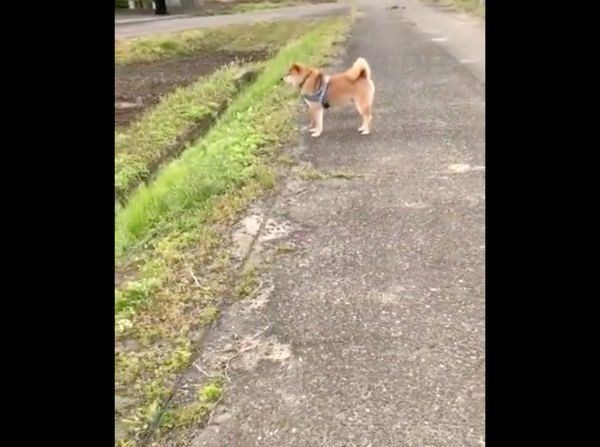 散歩中に拗ねる柴犬の行動が可愛すぎる いぬのきもちnews