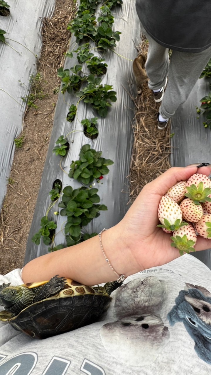 愛吃草莓🍓