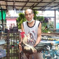 🐓🐓🐓ซุ้ม ก.ประมงชัย(กลุ่ม-เปิดแบ่งไก่คัดผ่าน)🐓🐓🐓