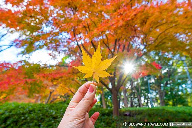 名古屋 市中心的紅葉名所 白鳥庭園 Slow And Travel Line Today