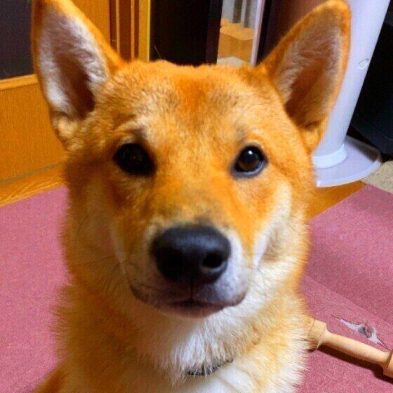 柴犬 バンダナが似合いすぎませんか