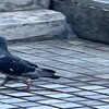 街中の鳩や雀や鳥