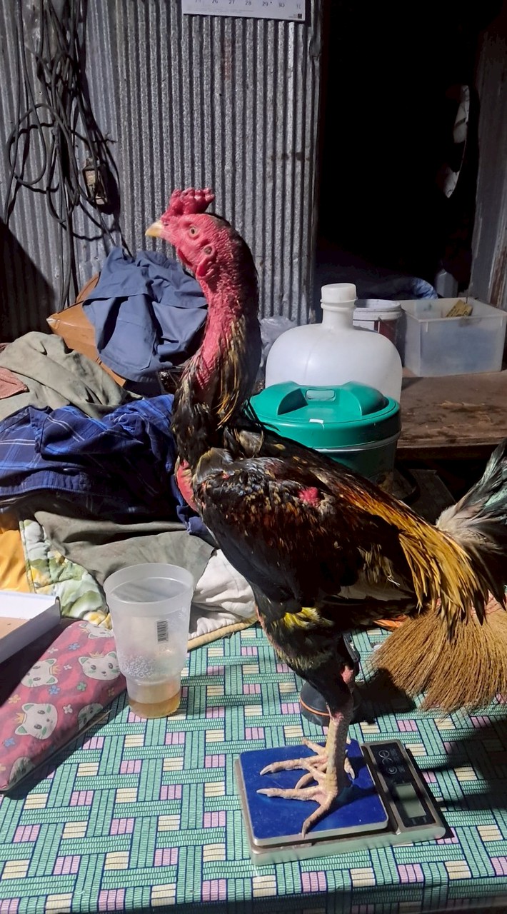 ลูกเพาะบ้านๆครับ