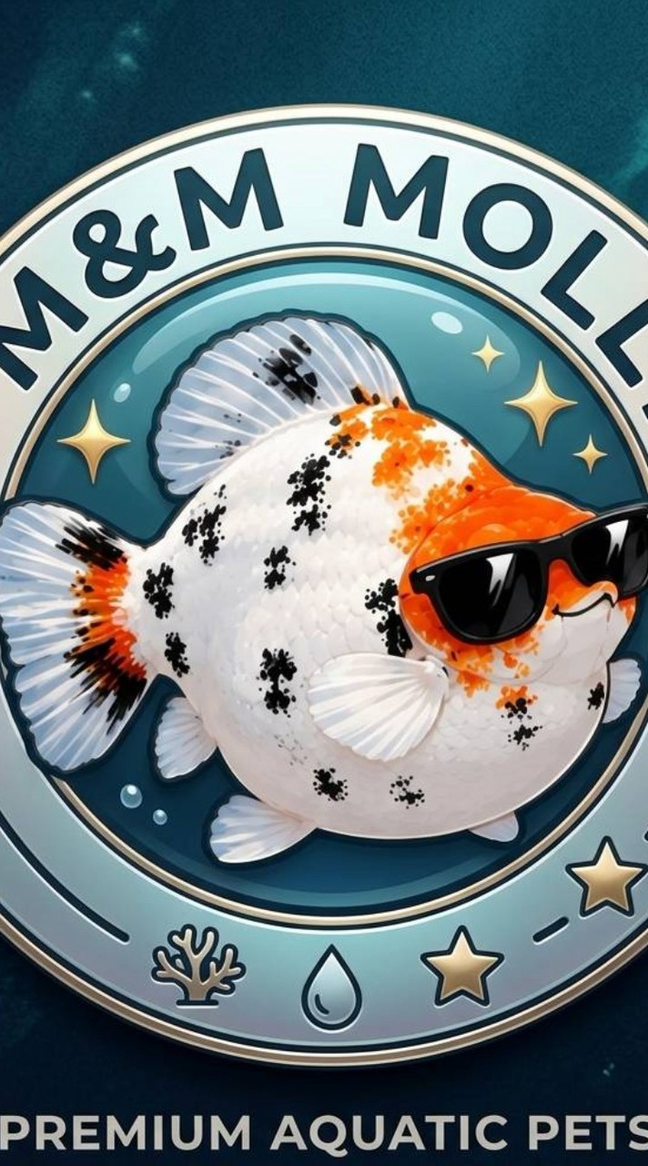 🐠M&M molly fish