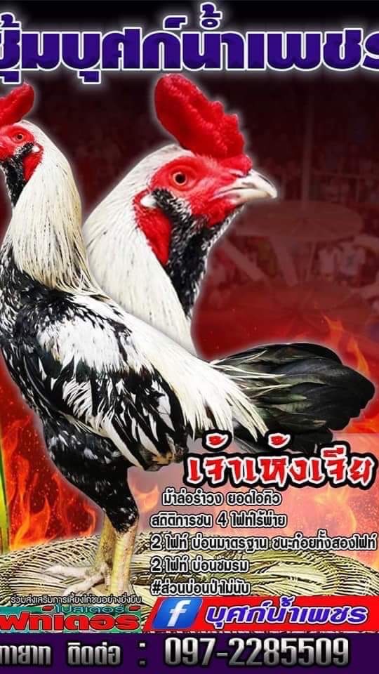 ซุ้ม บุศก์น้ำเพชร ไก่ชน