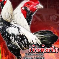 ซุ้ม บุศก์น้ำเพชร ไก่ชน